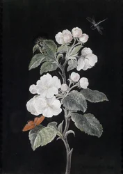 Apple Blossoms with Butterflies